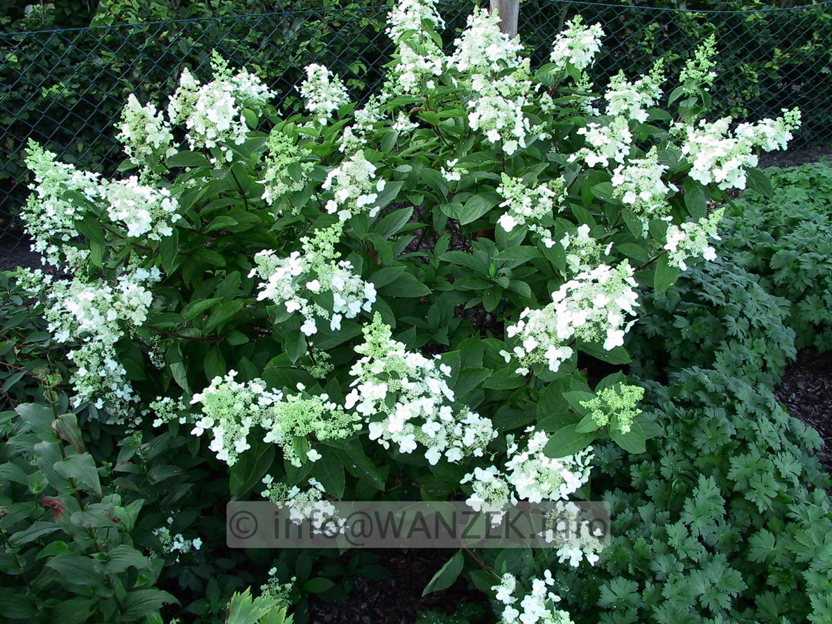 Hydrangea paniculata Unique 03.jpg